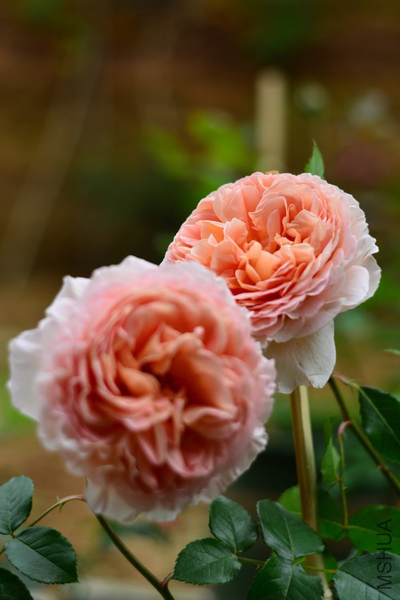 DSC_1993.jpg