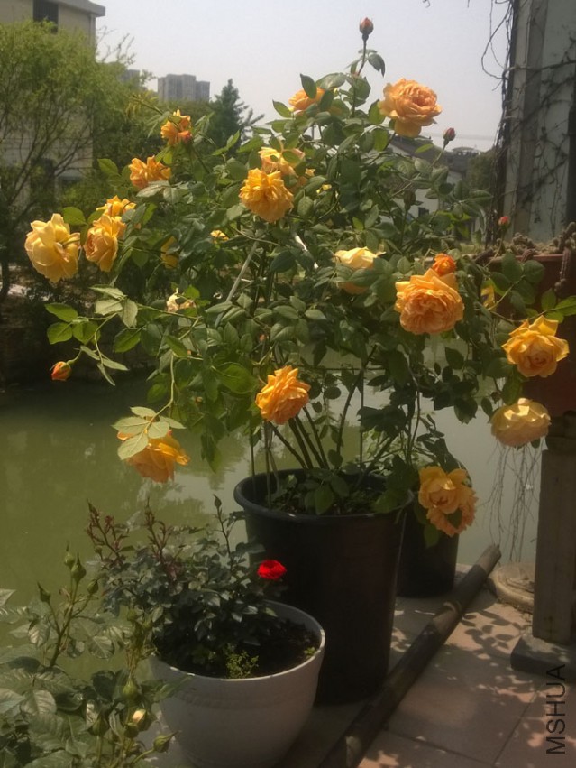 WP_20150428_001.jpg