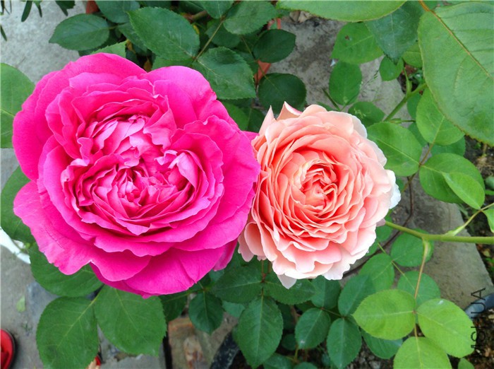 2015-04-29 054305.jpg