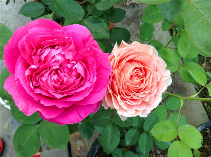 2015-04-29 054307.jpg
