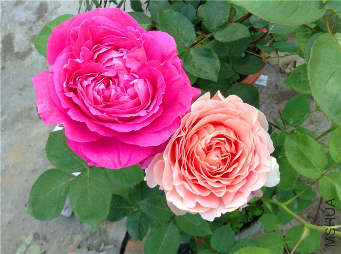 2015-04-29 054435.jpg