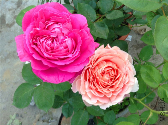 2015-04-29 054436.jpg