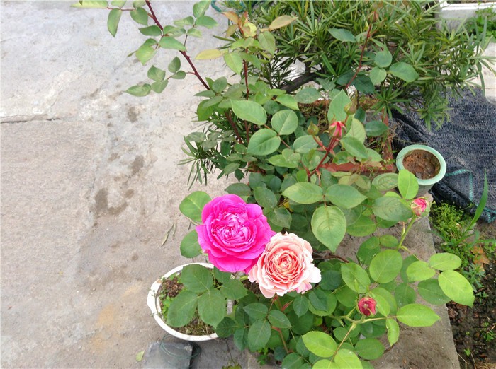 2015-04-29 054450.jpg