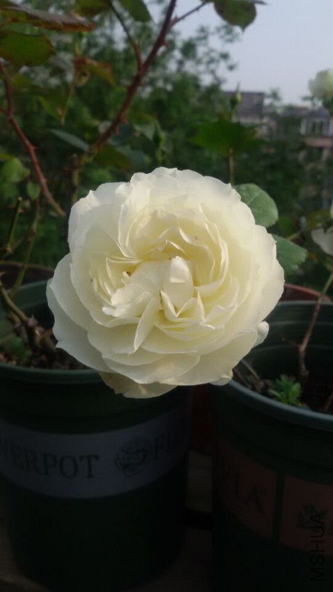 QQͼƬ20150429072551.jpg