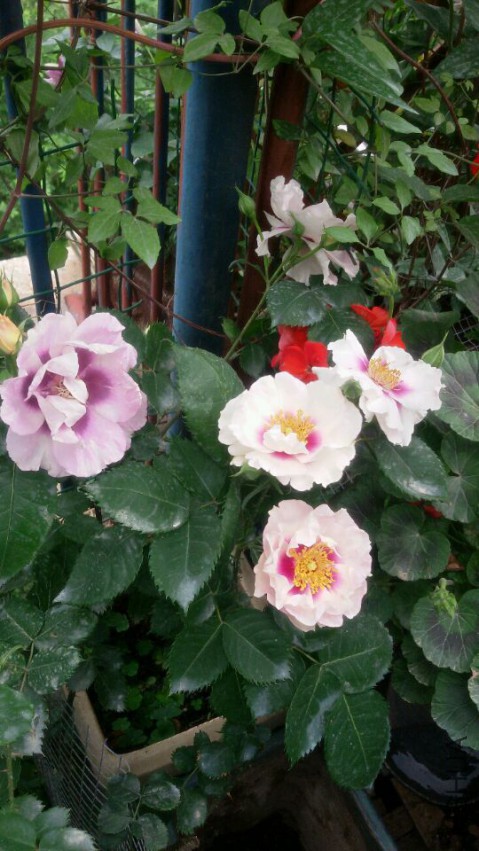 QQͼƬ20150429072603.jpg