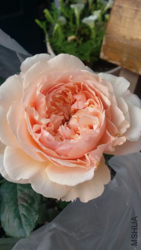QQͼƬ20150429072611.jpg