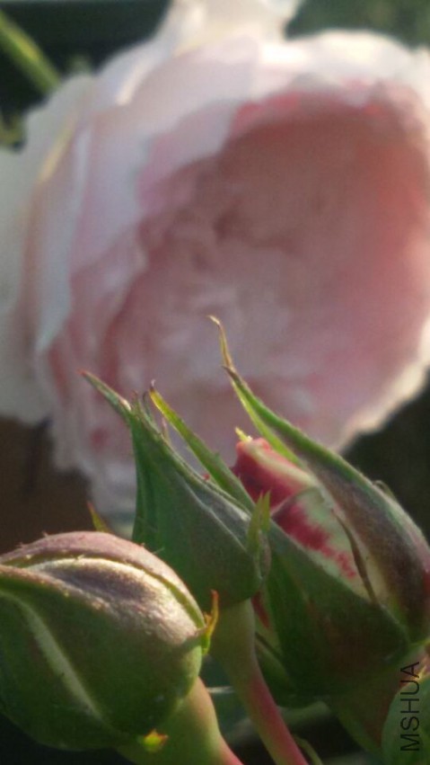 QQͼƬ20150429072625.jpg