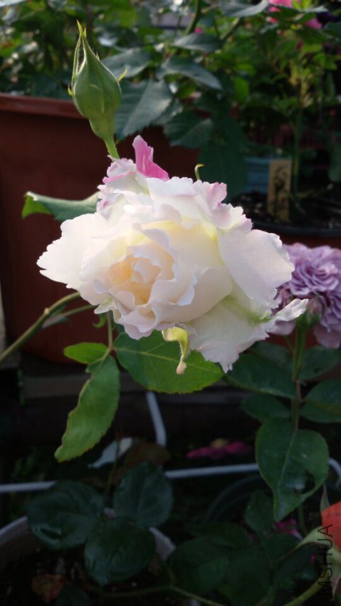 QQͼƬ20150429072640.jpg