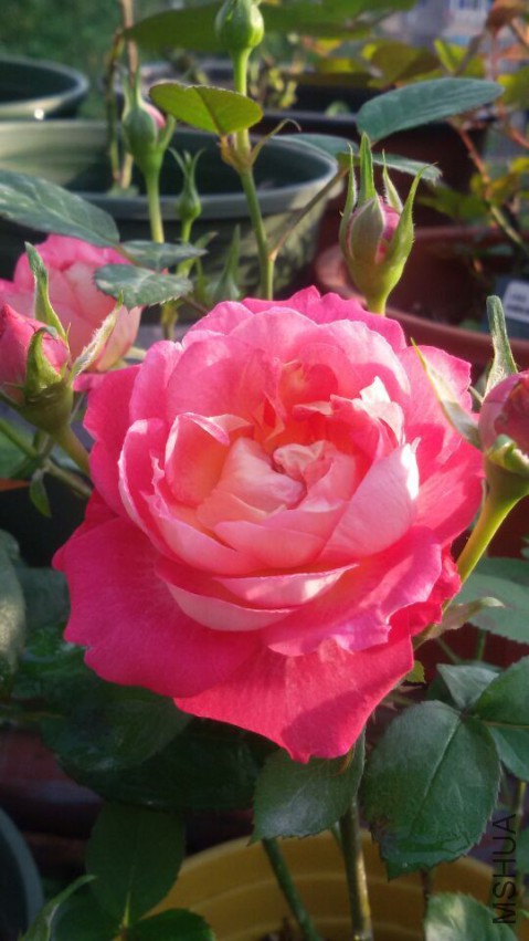 QQͼƬ20150429072637.jpg