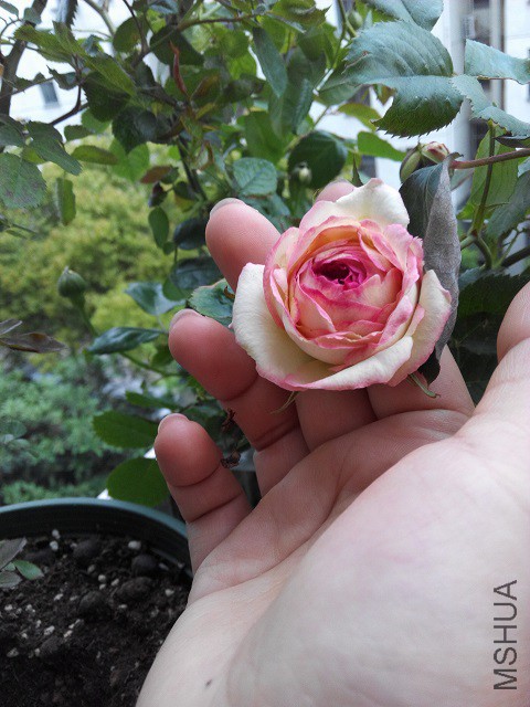 IMG_20150429_061521.jpg