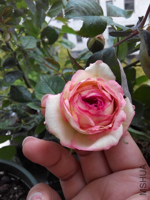 IMG_20150429_061530.jpg