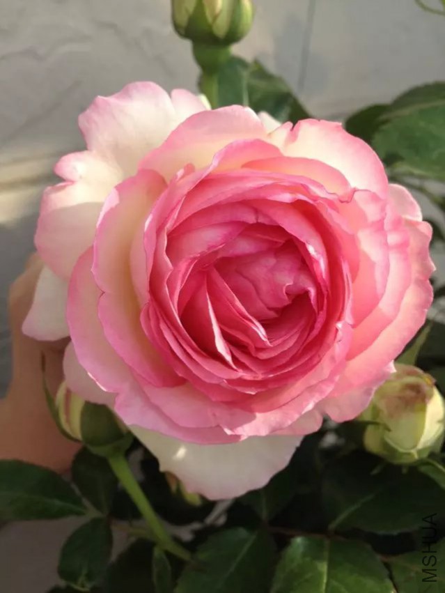 ����ɳ��ֵ��ӵ��