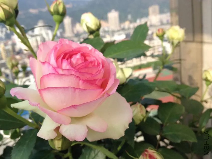 һ���֣���