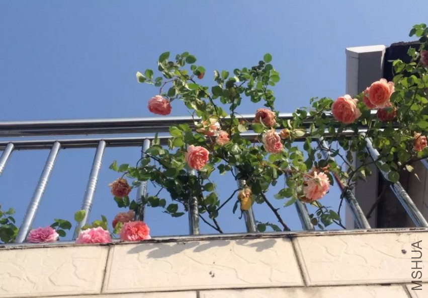 �ڴ���Ϊ��ǽ���ǲ���ͷ