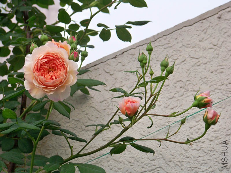 100_6631.jpg