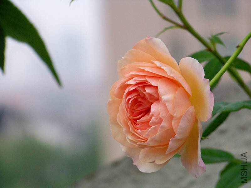 100_6616.jpg