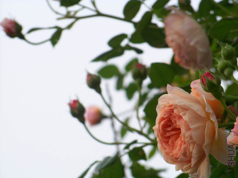 100_6652.jpg