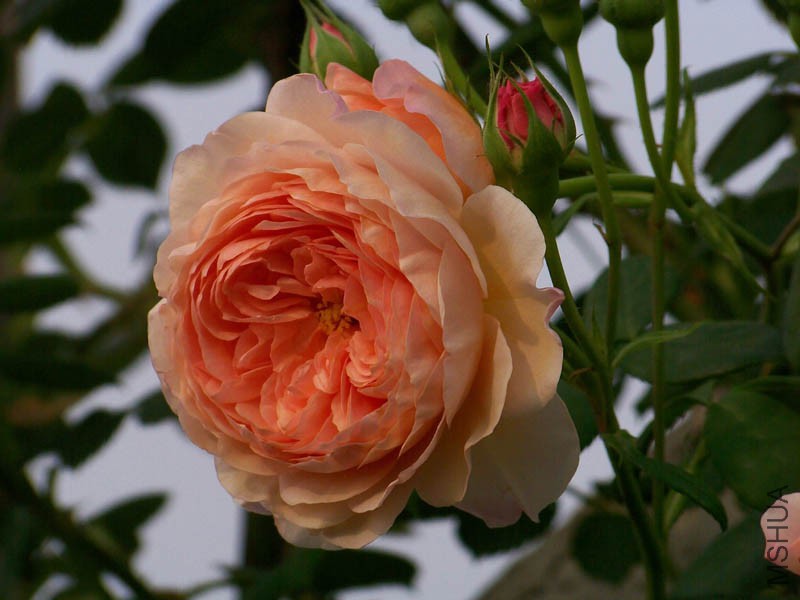 100_6670.jpg