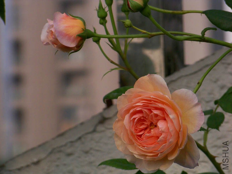 100_6671.jpg