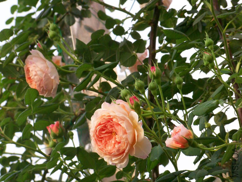 100_6680.jpg