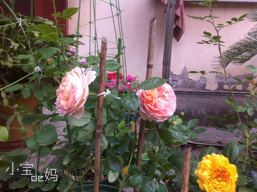 �ǲ�����
