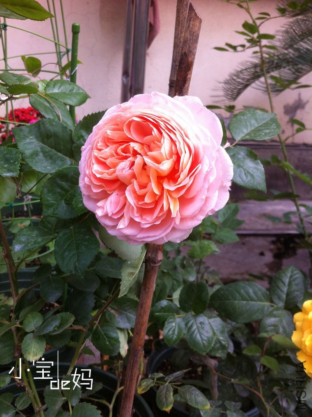 �ǲ�����