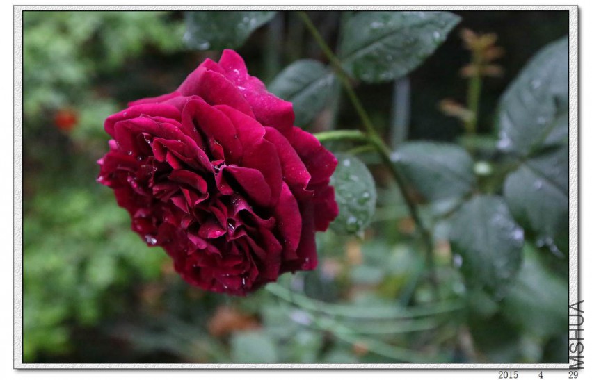 2015042905.jpg