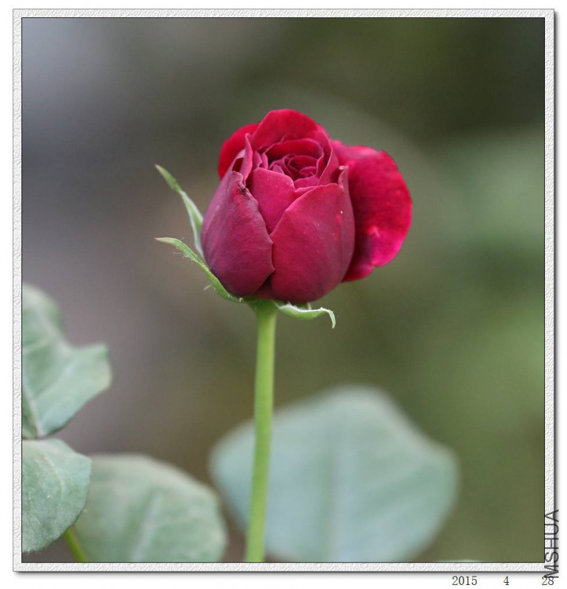 2015042807.jpg