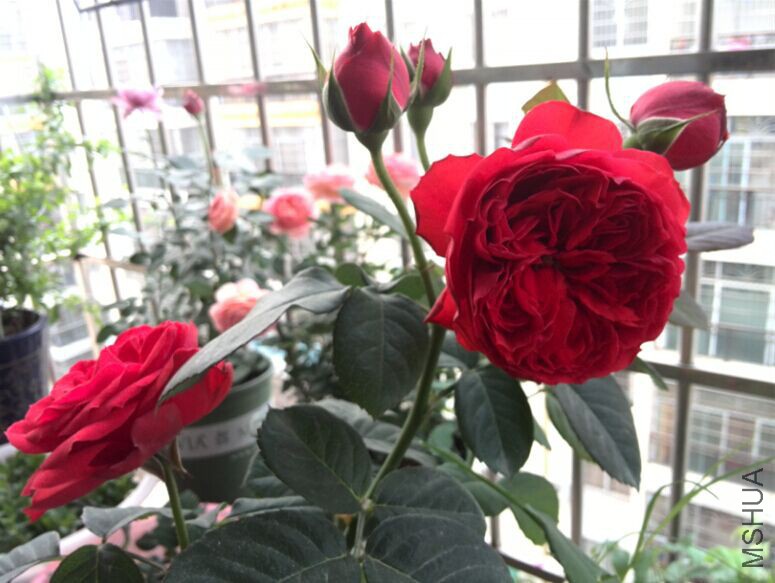 QQͼƬ20150429085513.jpg