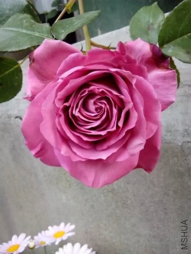 psb (1).jpg
