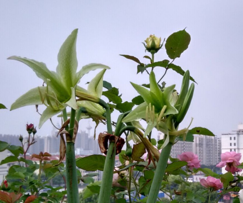 QQͼƬ20150429084959.jpg