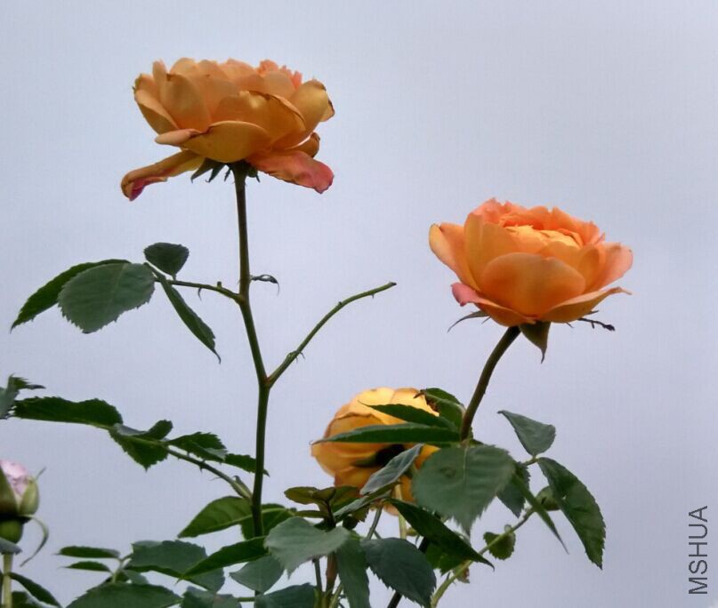 QQͼƬ20150429085123.jpg