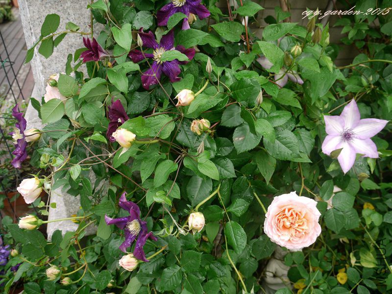 P1110539.JPG