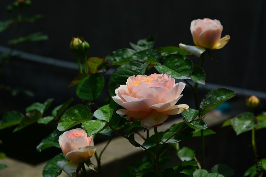 DSC_2010.JPG