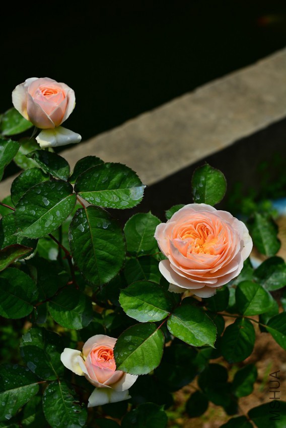 DSC_2012.JPG