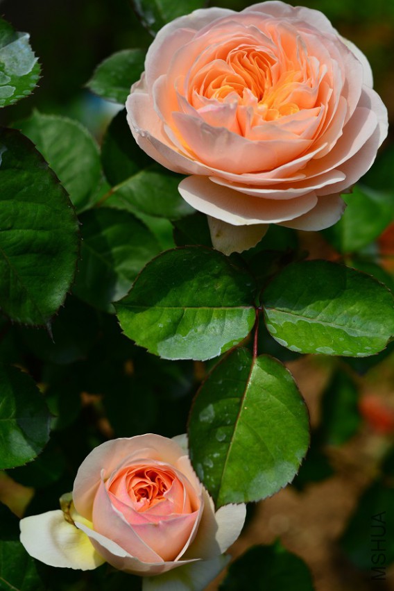DSC_2013.JPG