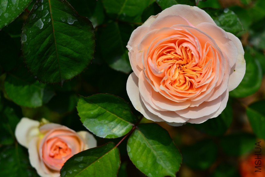 DSC_2014.JPG