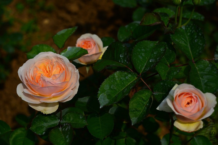 DSC_2017.JPG