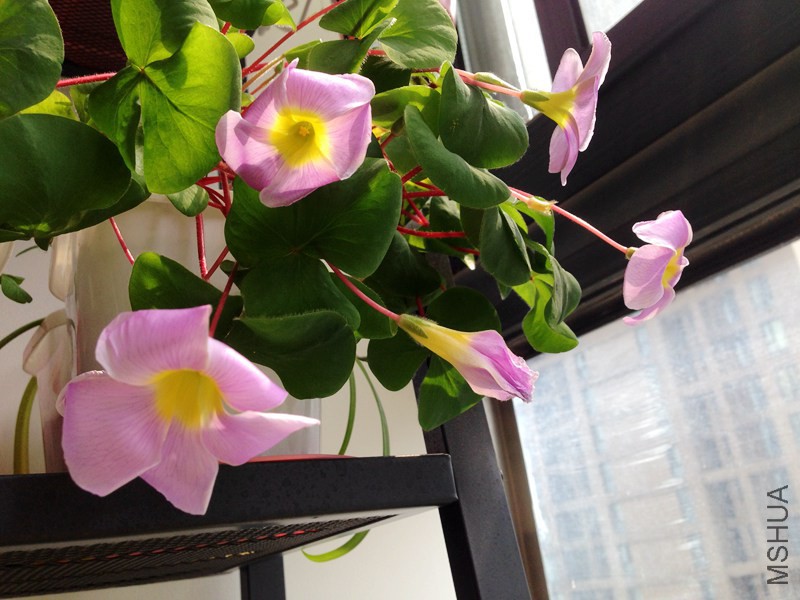 purpurea lavender_����.jpg