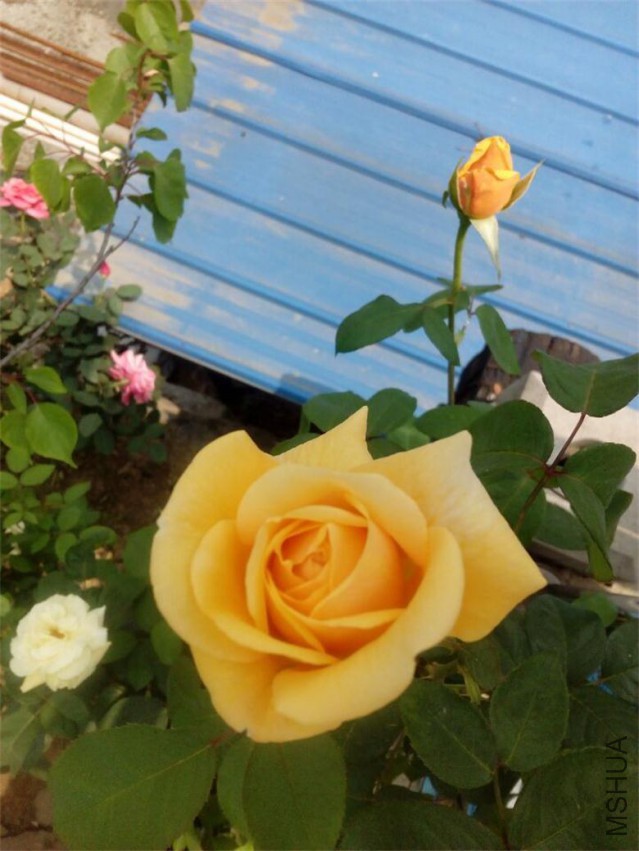 QQͼƬ20150429132145.jpg