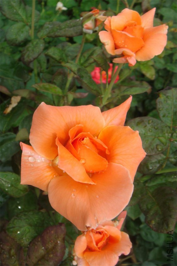 DSC03399.JPG
