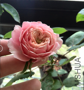 QQ��ͼ20150429150745.png