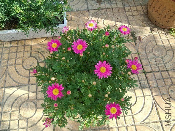 IMG20150421172038.jpg