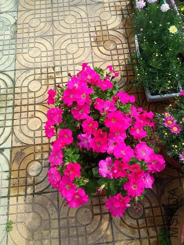 IMG20150427091018.jpg
