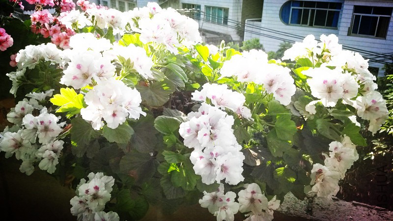 20140501_074602.JPG