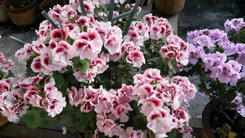 20140501_074636.JPG
