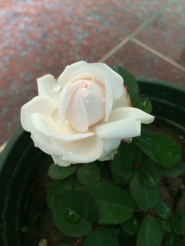 QQͼƬ20150427111519.jpg