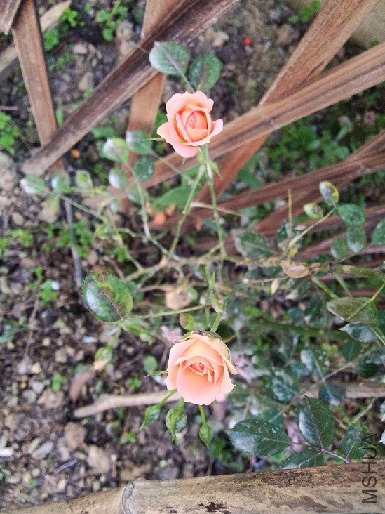 IMG20150427172825.jpg
