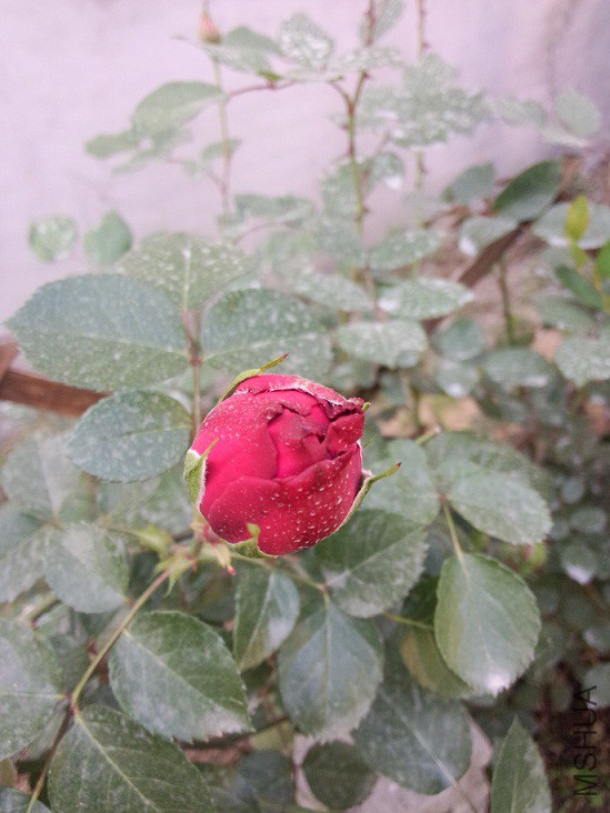 IMG20150427173350.jpg