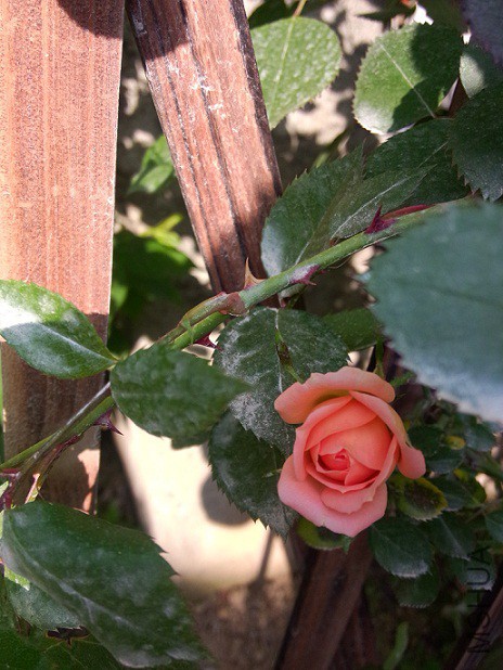IMG20150428083455.jpg